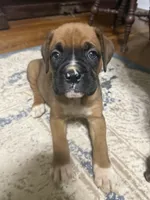 Scarlett, a female Boxer for sale in Cherokee, AL – 7 of 10