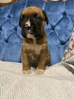 Scarlett, a female Boxer for sale in Cherokee, AL – 5 of 7