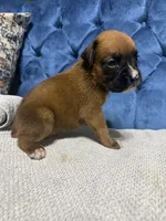Roxy, a female Boxer for sale in Cherokee, AL – 4 of 6