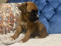 Roxy, a female Boxer for sale in Cherokee, AL – 8 of 9