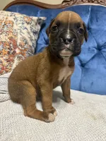 Oakley, a female Boxer for sale in Cherokee, AL – 2 of 7