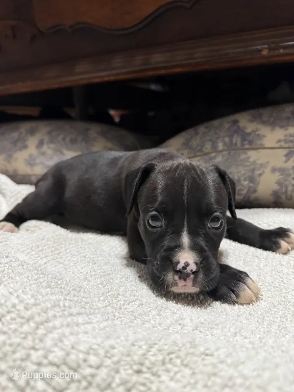 Harley – Boxer puppy for sale in Cherokee, AL