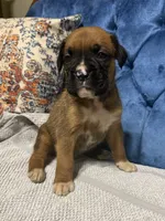 Scarlett, a female Boxer for sale in Cherokee, AL – 2 of 7