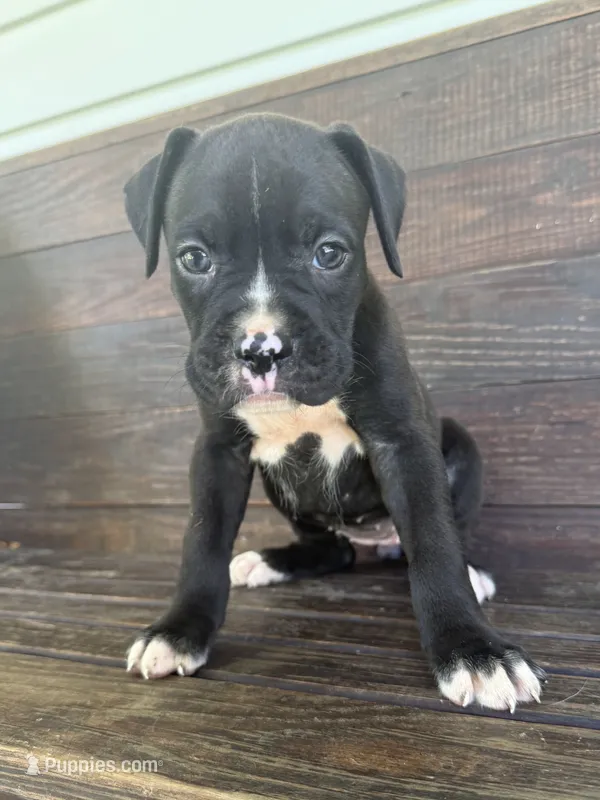 Harley – Boxer puppy for sale in Cherokee, AL