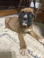 Scarlett, a female Boxer for sale in Cherokee, AL – 6 of 10