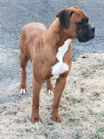 Rebel, a male Boxer for sale in Cherokee, AL – 7 of 7