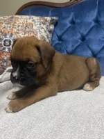 Roxy, a female Boxer for sale in Cherokee, AL – 5 of 9