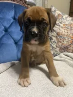 Scarlett, a female Boxer for sale in Cherokee, AL – 9 of 10