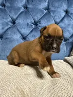 Oakley, a female Boxer for sale in Cherokee, AL – 3 of 7
