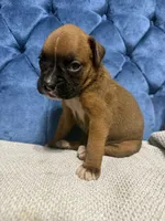 Oakley, a female Boxer for sale in Cherokee, AL – 4 of 7