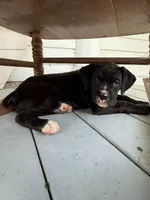 Harley, a female Boxer for sale in Cherokee, AL – 4 of 9