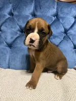 Rebel, a male Boxer for sale in Cherokee, AL – 3 of 7