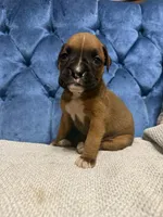 Oakley, a female Boxer for sale in Cherokee, AL – 5 of 7