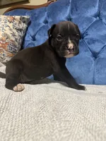 Harley, a female Boxer for sale in Cherokee, AL – 2 of 5