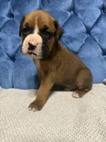 Rebel, a male Boxer for sale in Cherokee, AL – 2 of 7