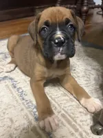 Scarlett, a female Boxer for sale in Cherokee, AL – 1 of 10