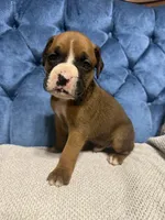 Rebel, a male Boxer for sale in Cherokee, AL – 5 of 7