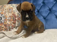Roxy, a female Boxer for sale in Cherokee, AL – 6 of 9