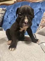 Harley, a female Boxer for sale in Cherokee, AL – 3 of 5