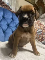 Roxy, a female Boxer for sale in Cherokee, AL – 4 of 9
