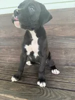 Harley, a female Boxer for sale in Cherokee, AL – 9 of 9