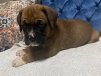 Scarlett, a female Boxer for sale in Cherokee, AL – 5 of 10