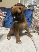 Roxy, a female Boxer for sale in Cherokee, AL – 3 of 9