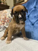 Scarlett, a female Boxer for sale in Cherokee, AL – 3 of 7