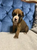 Rebel, a male Boxer for sale in Cherokee, AL – 6 of 7