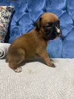 Roxy, a female Boxer for sale in Cherokee, AL – 5 of 6