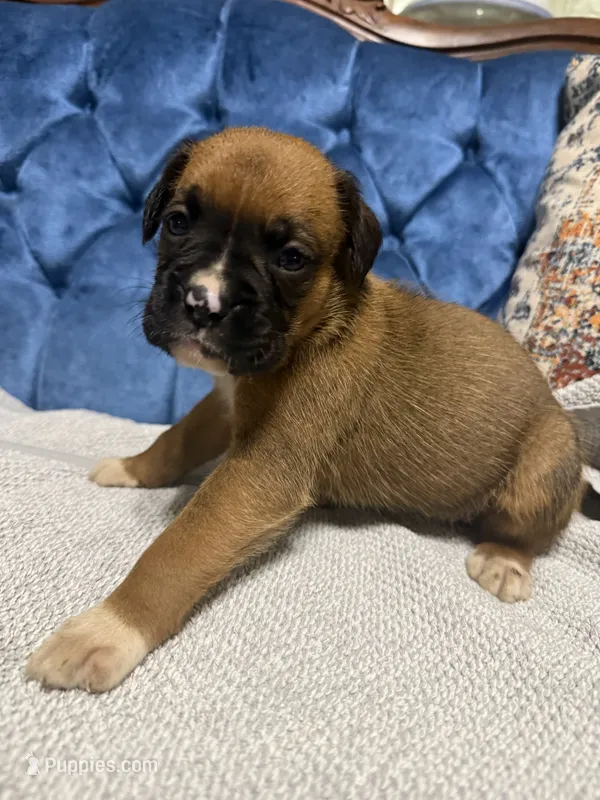 Scarlett – Boxer puppy for sale in Cherokee, AL