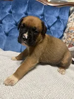 Scarlett, a female Boxer for sale in Cherokee, AL – 1 of 7