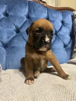 Roxy, a female Boxer for sale in Cherokee, AL – 2 of 6