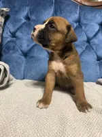 Rebel, a male Boxer for sale in Cherokee, AL – 4 of 7