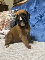 Roxy, a female Boxer for sale in Cherokee, AL – 3 of 6