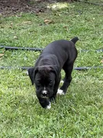 Harley, a female Boxer for sale in Cherokee, AL – 7 of 9