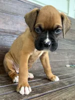 Roxy, a female Boxer for sale in Cherokee, AL – 2 of 9