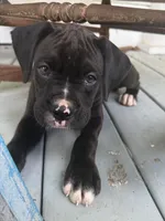 Harley, a female Boxer for sale in Cherokee, AL – 3 of 9