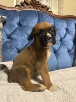 Scarlett, a female Boxer for sale in Cherokee, AL – 4 of 7
