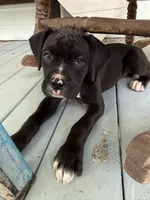 Harley, a female Boxer for sale in Cherokee, AL – 1 of 9