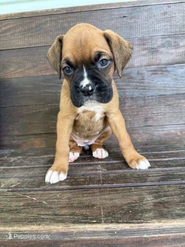 Roxy – Boxer puppy for sale in Cherokee, AL