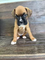 Roxy, a female Boxer for sale in Cherokee, AL – 1 of 9