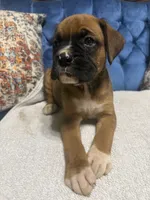 Scarlett, a female Boxer for sale in Cherokee, AL – 8 of 10