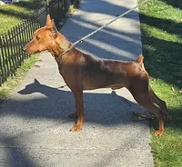 AKC Red, a male German Pinscher for sale in Chatham, VA – 7 of 10