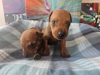 AKC Red, a male German Pinscher for sale in Chatham, VA – 4 of 10