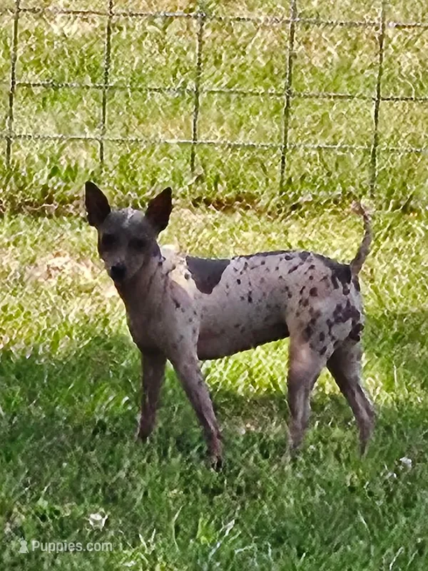 Akc Pixel – American Hairless Terrier puppy for sale in Chatham, VA