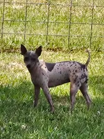 Akc Pixel, a female American Hairless Terrier for sale in Chatham, VA – 1 of 8