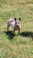 Akc Pixel, a female American Hairless Terrier for sale in Chatham, VA – 2 of 8