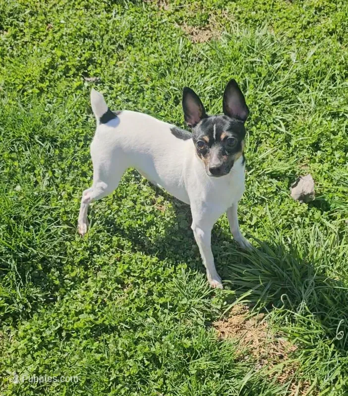 Akc Vance – Toy Fox Terrier puppy for sale in Chatham, VA