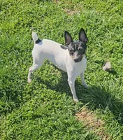 Akc Vance, a male Toy Fox Terrier for sale in Chatham, VA – Photo 1 of 5